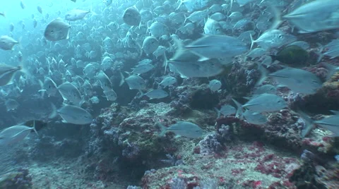 Schooling Jacks Stock Footage 56001539