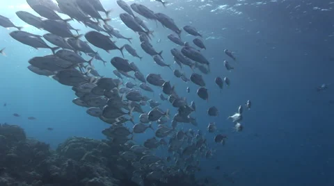 Schooling Jacks Stock Footage 56001608