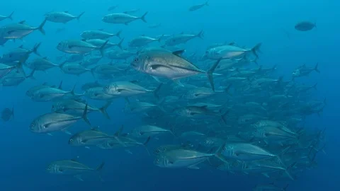 Schooling Jacks Kip Evans Stock-Footage 87756589