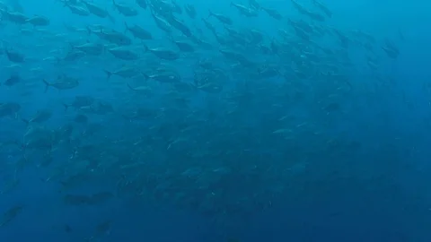 Schooling Jacks Meandering Kip Evans Stock-Footage 87756583