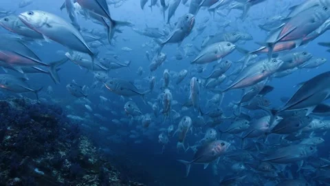 Schooling Jacks || Underwater scene Stock Footage 149965074