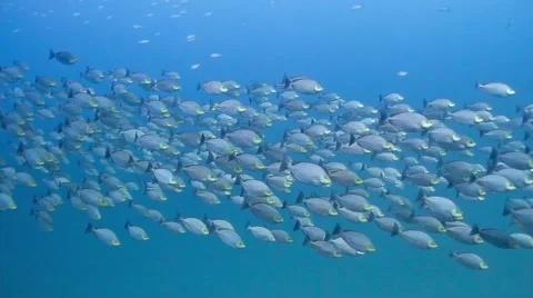 Schooling java rabbitfish Stock-Footage 58307166