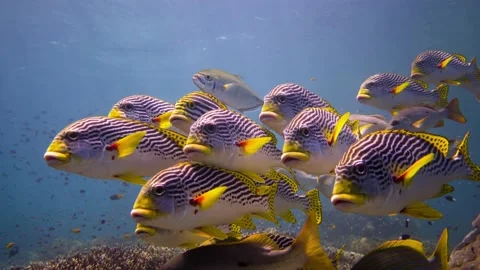 Schooling Lined Sweetlips In Raja Ampat. Close Up Shot. 4k Video stock 168948344