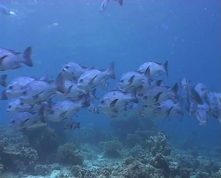 Schooling Midnight Snapper Fish Stock Footage 1091743