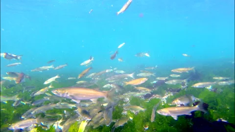 Schooling mullet fish swimming over healthy green seaweed of Atlantic ocean Video stock 311971341