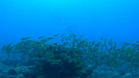 Schooling Red Snapper and Blackfin Snapper on the Coral Reef, Ogasawara Island Stock Footage 332771174