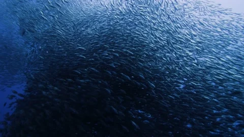 Schooling Scads || Massive school of fish! Stock-Footage 149965230