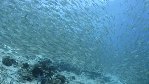 Schooling silver fish ,SCADS Stock Footage 122315492