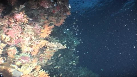 Schooling Of Small Fish Swimming Stock Footage 285823103