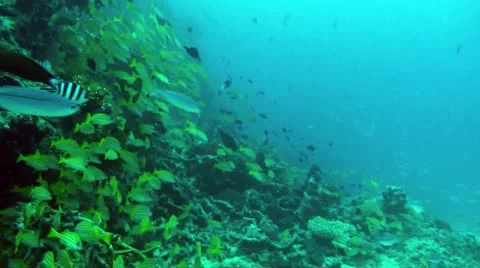 Schooling snapper-Apple ProRes 422 (HQ) Stock Footage 13695511
