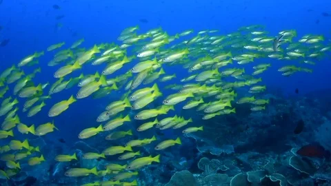 Schooling Snappers Stock Footage 76203306