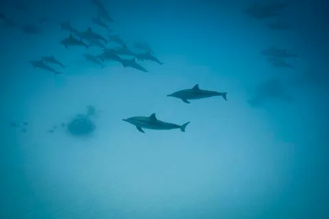 Schooling spinner dolphins. Stock Photos