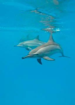 Schooling spinner dolphins. Foto stock