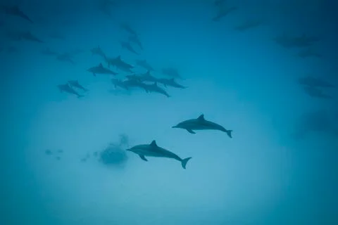 Schooling spinner dolphins. Foto stock