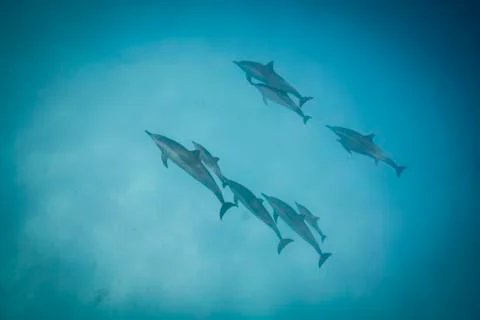 Schooling spinner dolphins. Foto stock