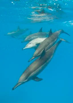 Schooling spinner dolphins. selective focus. Stock Photos