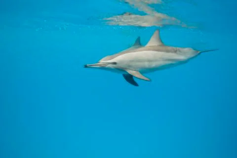 Schooling spinner dolphins. selective focus. Stock Photos