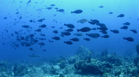 Schooling Surgeon Fish 2 Stock Footage 64342607