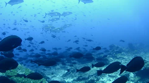 Schooling Surgeon Fish Stock Footage 64343304