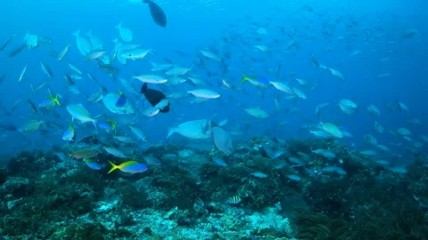 Schooling surgeon fish over the reef Stock Footage 130241632
