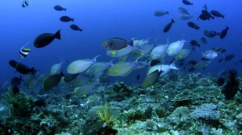 Schooling Surgeonfish Video stock 64346128