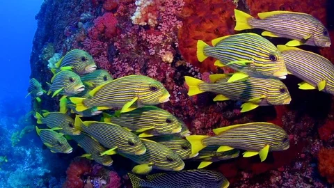Schooling Sweetlips Stock Footage 79947659