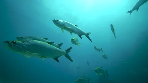Schooling Tarpon fish Stock Footage 146205450
