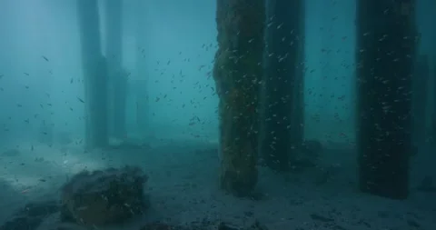 Schooling Of Trasparent Fish Swimming Under The Jetty Stock Footage 317802779