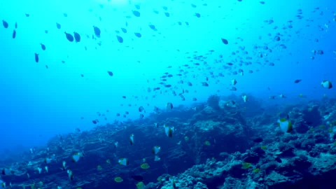 Schooling tropical fish in clear blue water Stock Footage 135957771