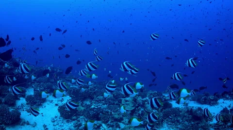 Schooling tropical fish on a deep reef Stock Footage 68333257