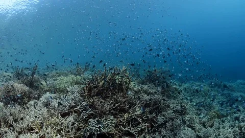 Schooling Tropical Fish Stock Footage 112273876