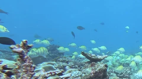 Schooling Tuna Dance Through a Vibrant Reef Sanctuary at Midday Stock Footage 340457393