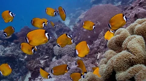 Schooling Wiebel's butterflyfish Stock Footage 58309532