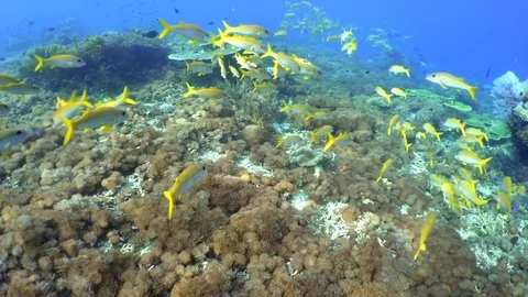 Schooling Yellow Goat Fish Stock Footage 77373811