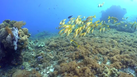 Schooling Yellow Goatfish Stock Footage 96207823