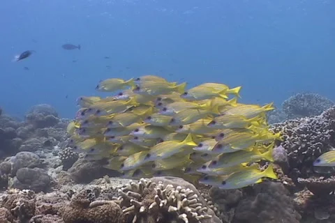 Schooling yellow Snapper Fish on a sunlit Coral Reef Stock Footage 1087601
