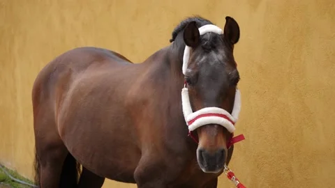 Schoolmaster Arabian horse looking at camera with a yellow wall in the back. 스톡 동영상 158633688