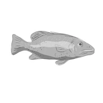 Schoolmaster Snapper Fish Drawing. Stock Illustration