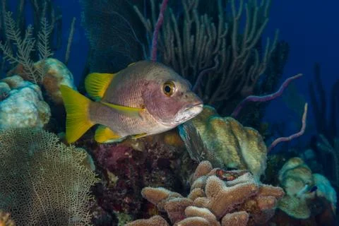 Schoolmaster snapper fish reefscape Bahamas Stock Photos