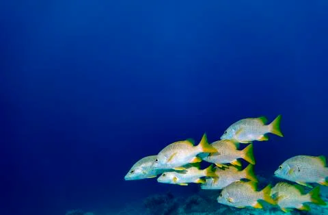 Schoolmaster snapper Stock Photos