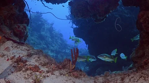 Schoolmaster snappers framed by coral reef in their natural environment Stock Footage 155463819