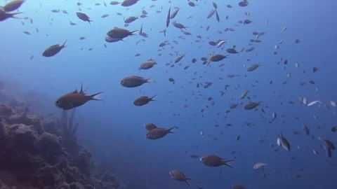 SchoolOfFishAndBlueTang Video stock 101828199