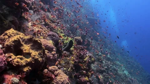 Schools of blue and red fish on a tropical reef. 61073302