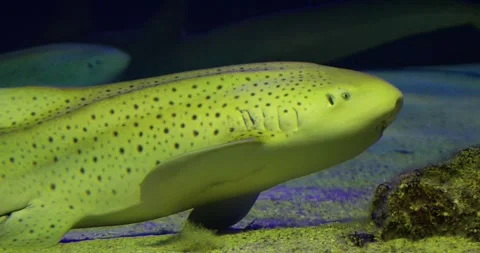 Schools of fish and sleeping sharks in the deep blue sea Stock Footage 332302186