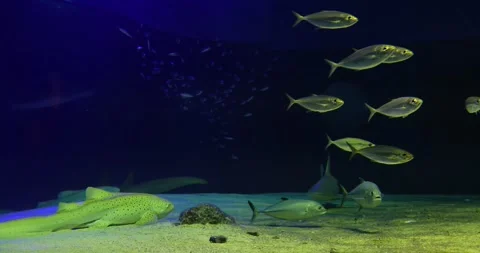 Schools of fish and sleeping sharks in the deep blue sea Stock Footage 332302194