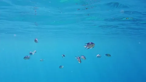 Schools of fish. countless different colorful, exotic, reef fish swim in sea Stock Footage 166023754