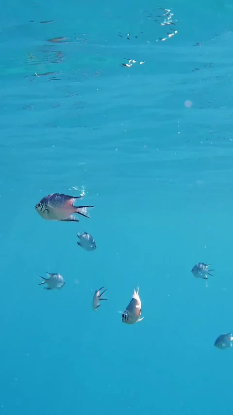 Schools of fish. countless different colorful, exotic, reef fish swim in sea Stock Footage 318464139