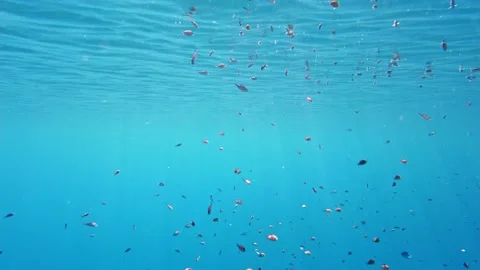 Schools of fish. countless small, colorful, exotic, reef fish swim in sea blue Stock-Footage 162504282