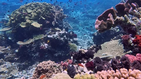 Schools of Fish Dart Over Vibrant Coral Reef 스톡 동영상 258625329