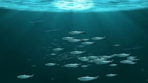 Schools of fish in deep ocean Stock Footage 12120779